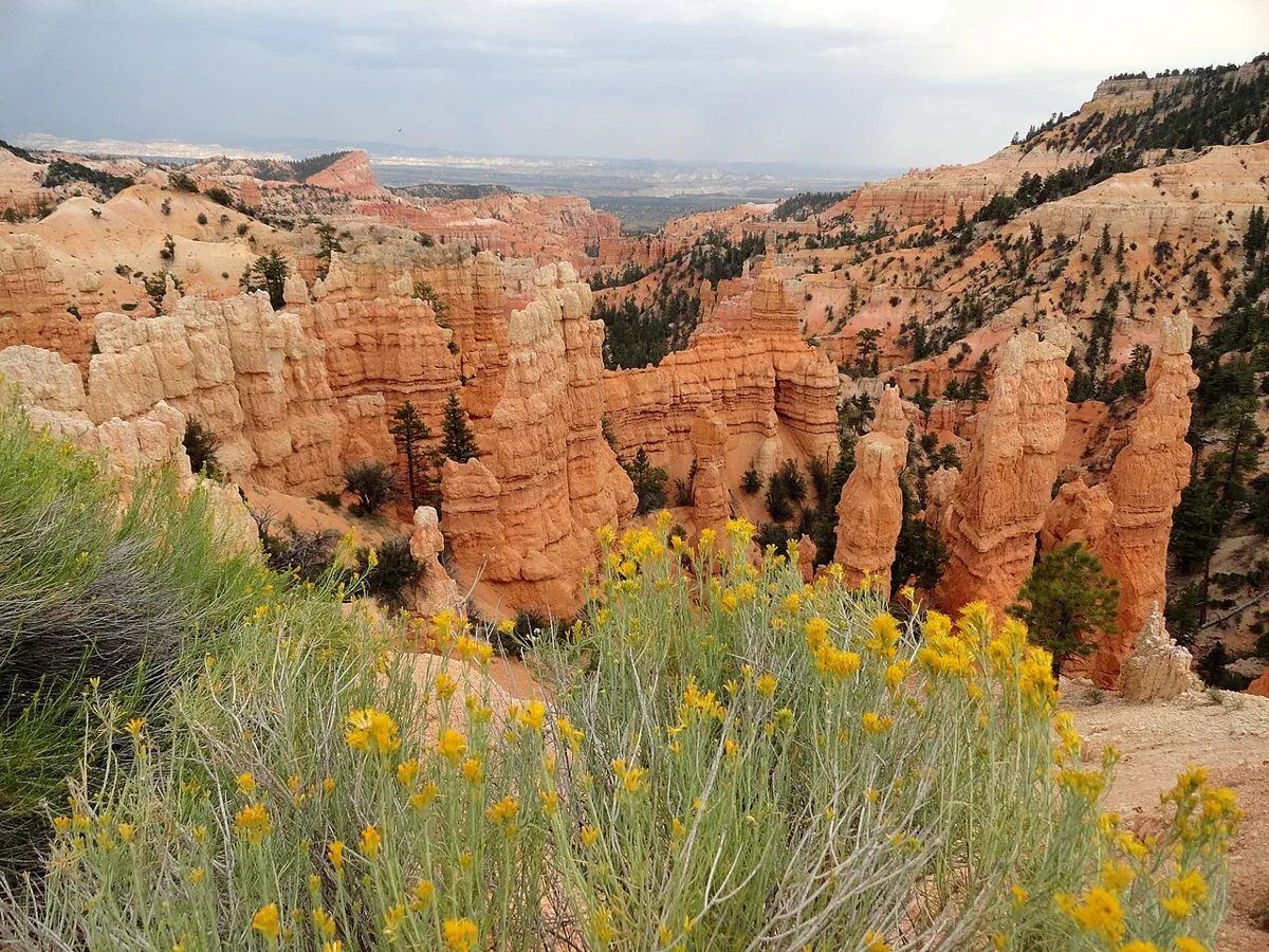 Hoodoos and yellow rabbitbrush seen from Fairyland Point in Bryce Canyon