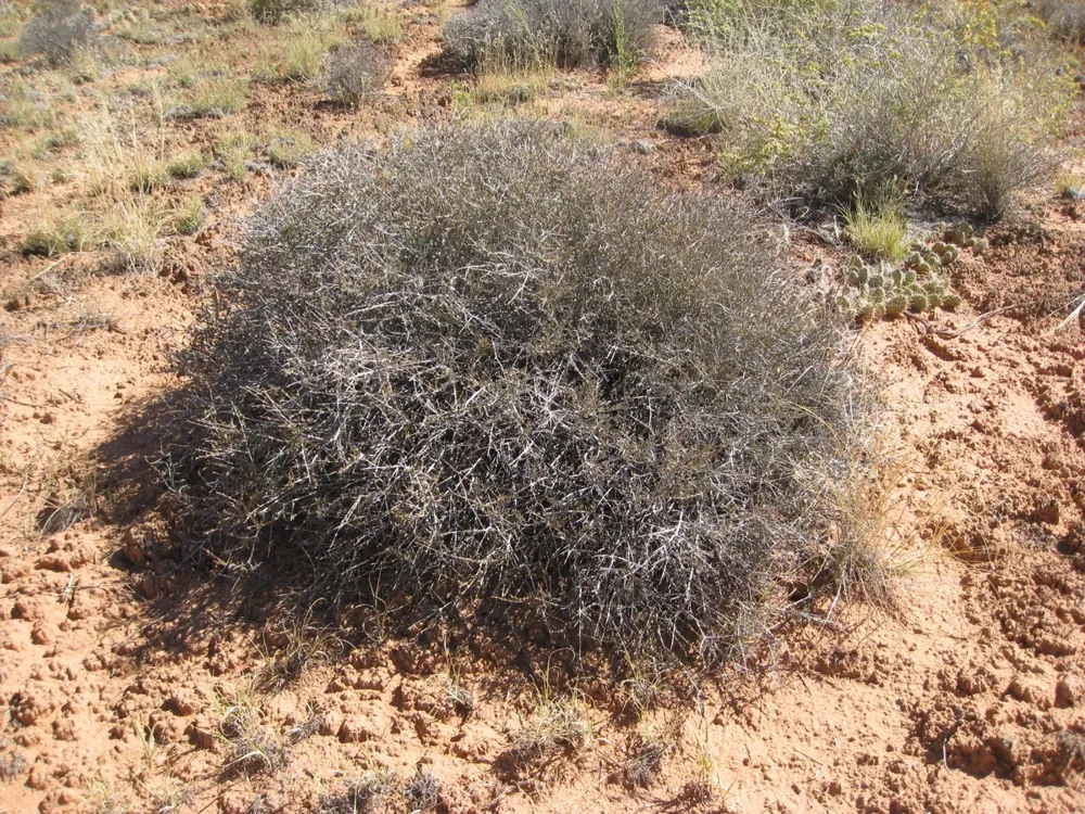 A densely branched blackbrush shrub on desert soil