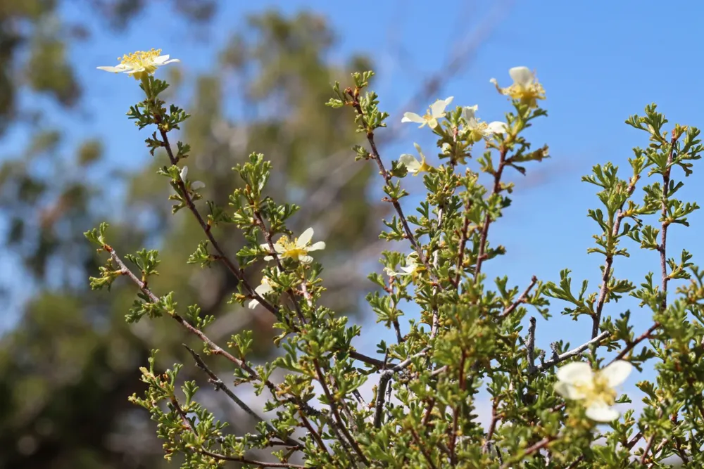 White cliffrose flowers and small green leaves against blue sky