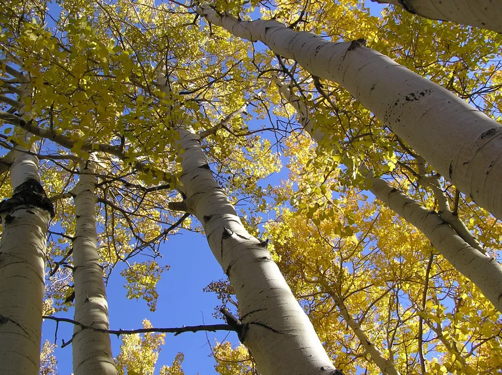 White quaking aspen trunks beneath yellow autumn leaves