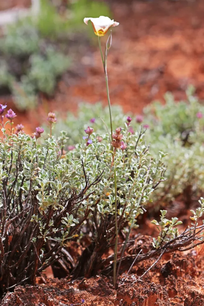A sego lily flower on a slender stalk above low desert vegetation