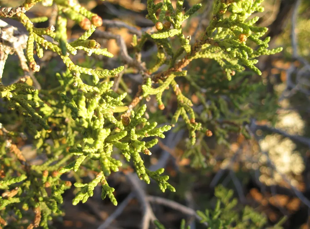 Scale-like Utah juniper foliage and round cones