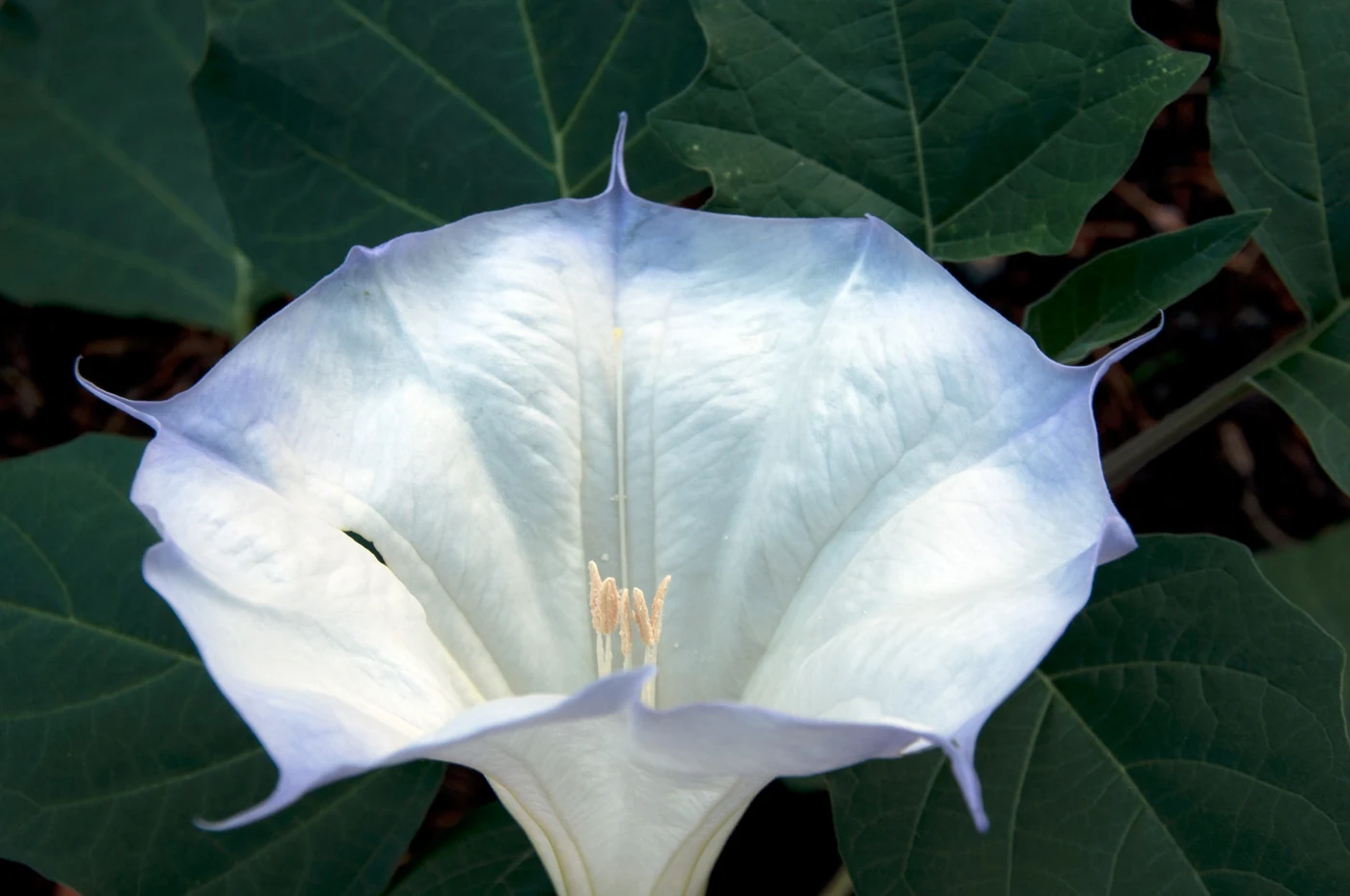 A large white trumpet-shaped Datura flower fills the frame against green leaves.