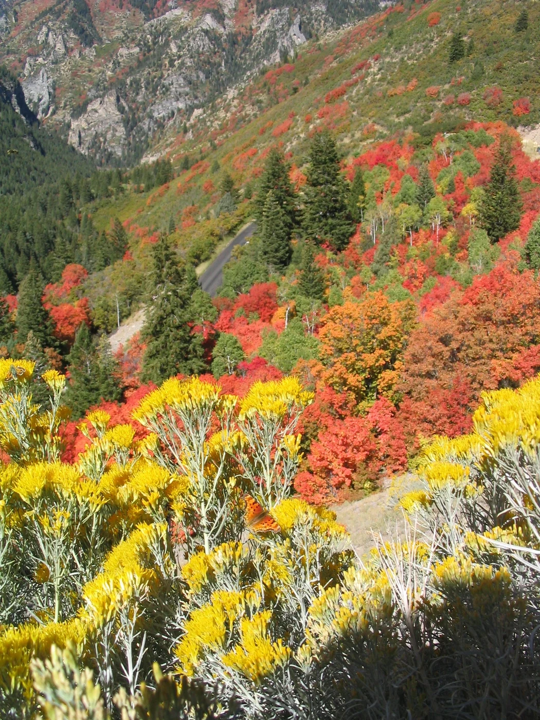 A mountainside in American Fork Canyon is covered in red, yellow and green autumn foliage.