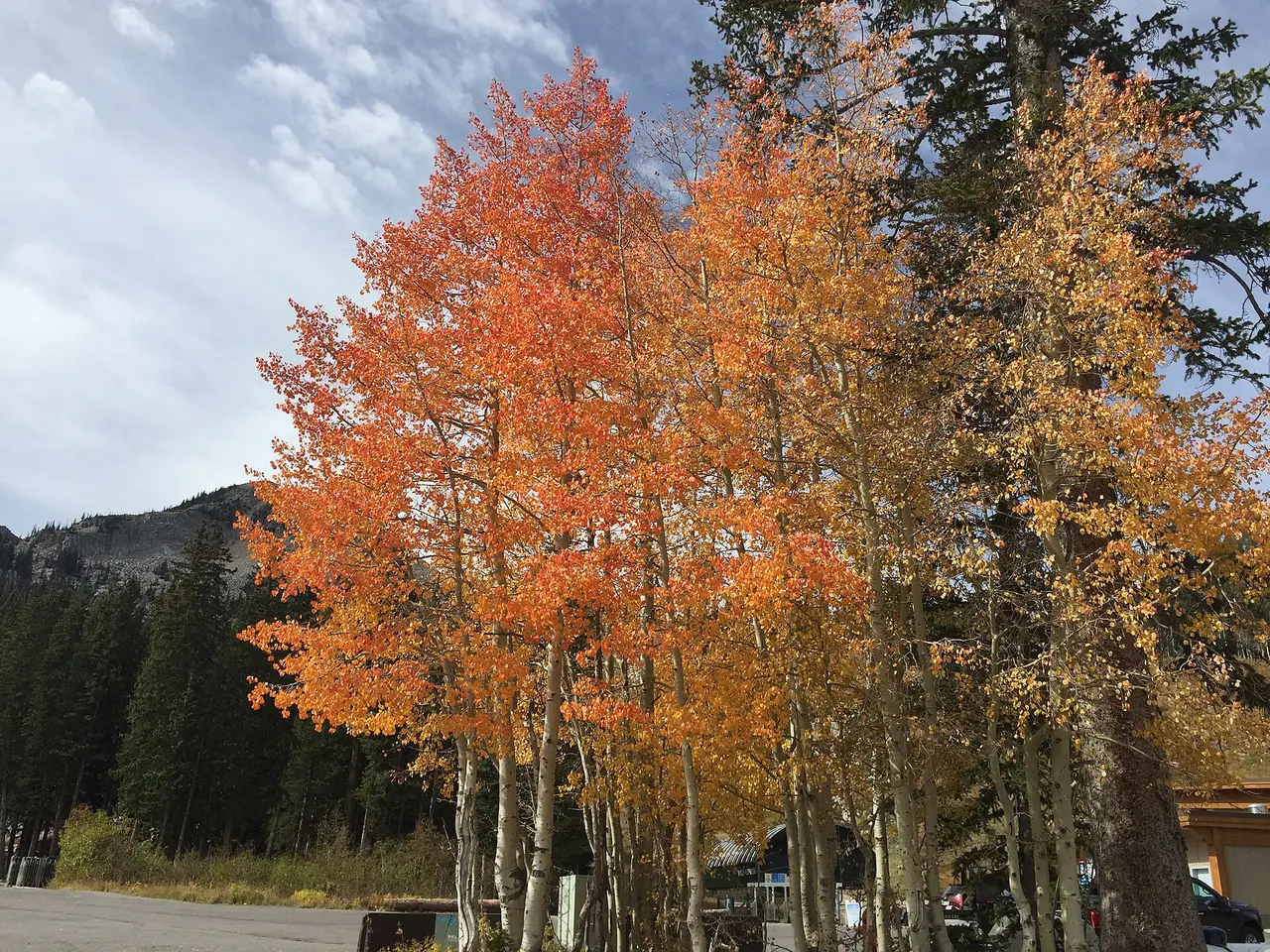 Aspens turning orange and gold on a Wasatch mountainside near Brighton in autumn