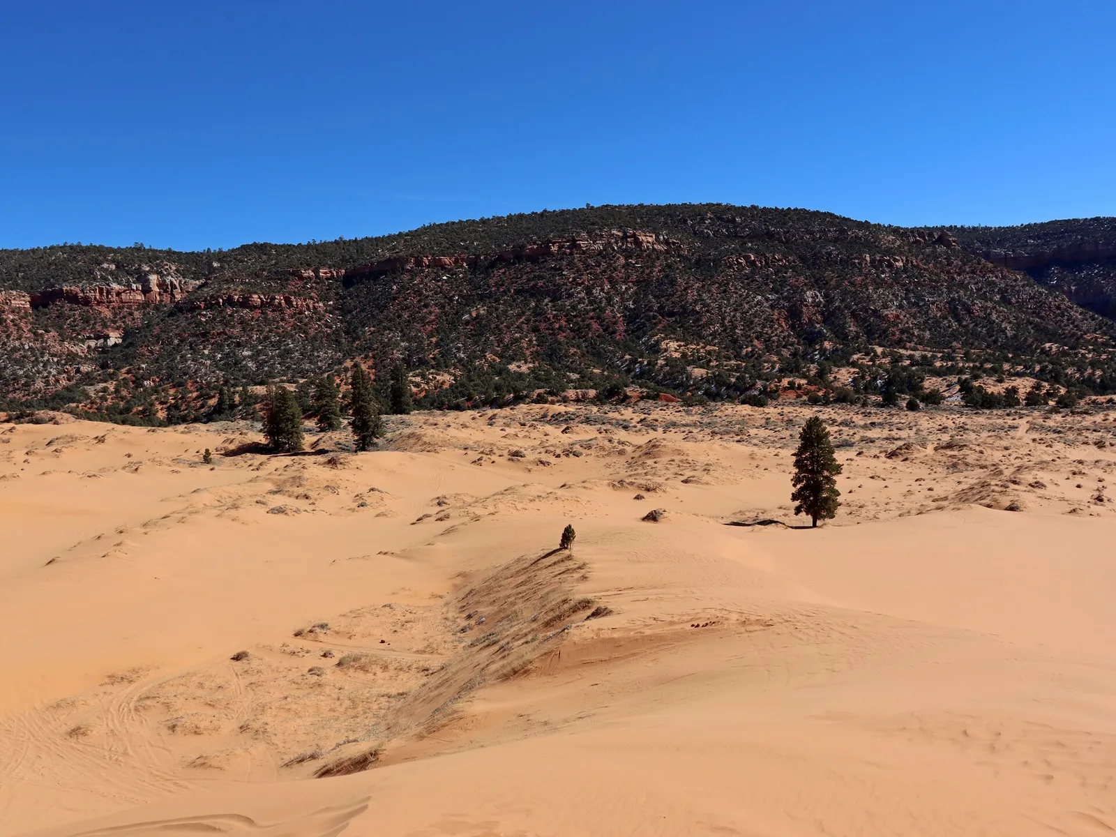 Sand dunes at Coral Pink Sand Dunes State Park in southwestern Utah.