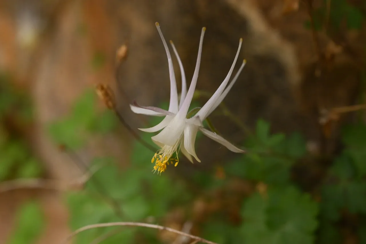Alcove columbine flower with long pale spurs, seen from the side