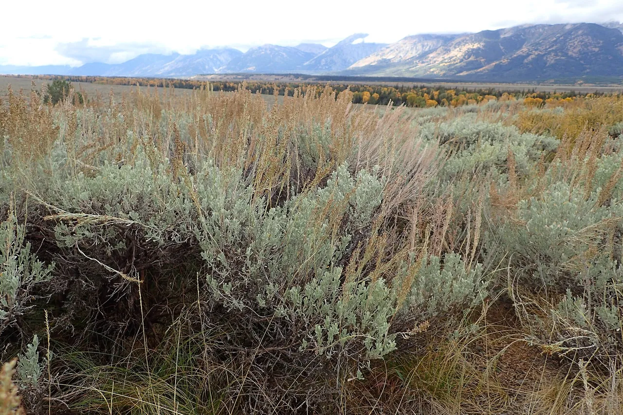Big sagebrush stretching across open country toward distant mountains