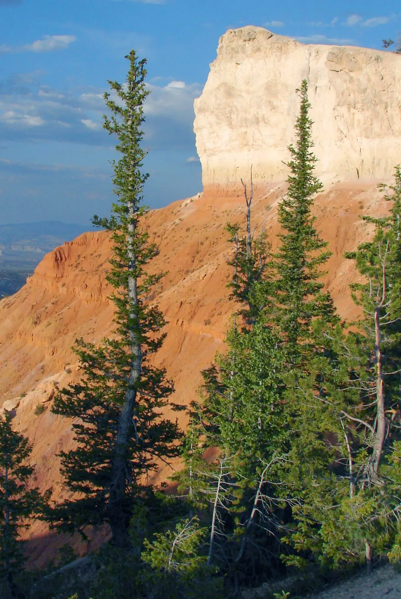 Blue spruce trees on a ridge at Bryce Canyon National Park