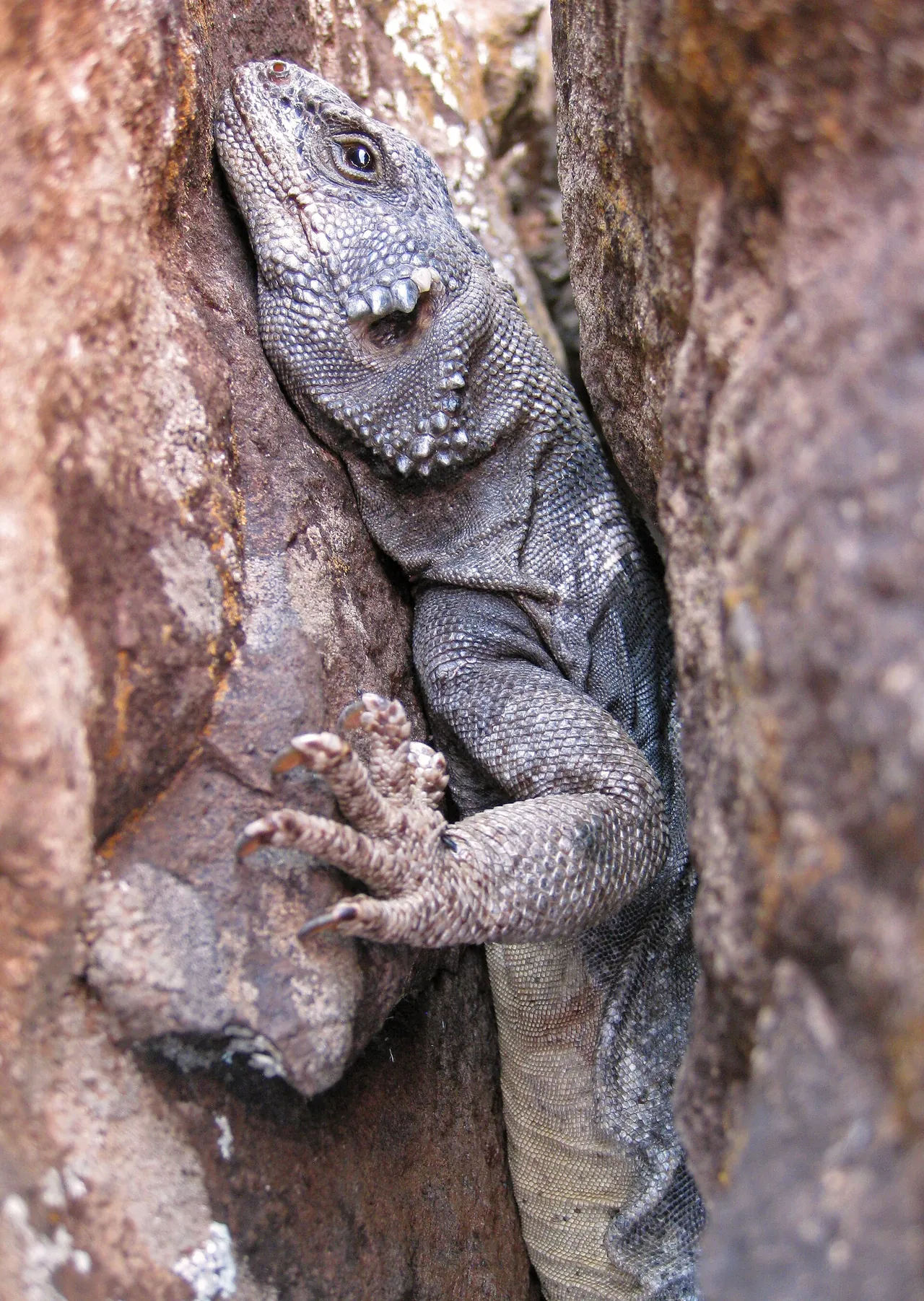 A chuckwalla wedged into a red rock crevice at Zion National Park