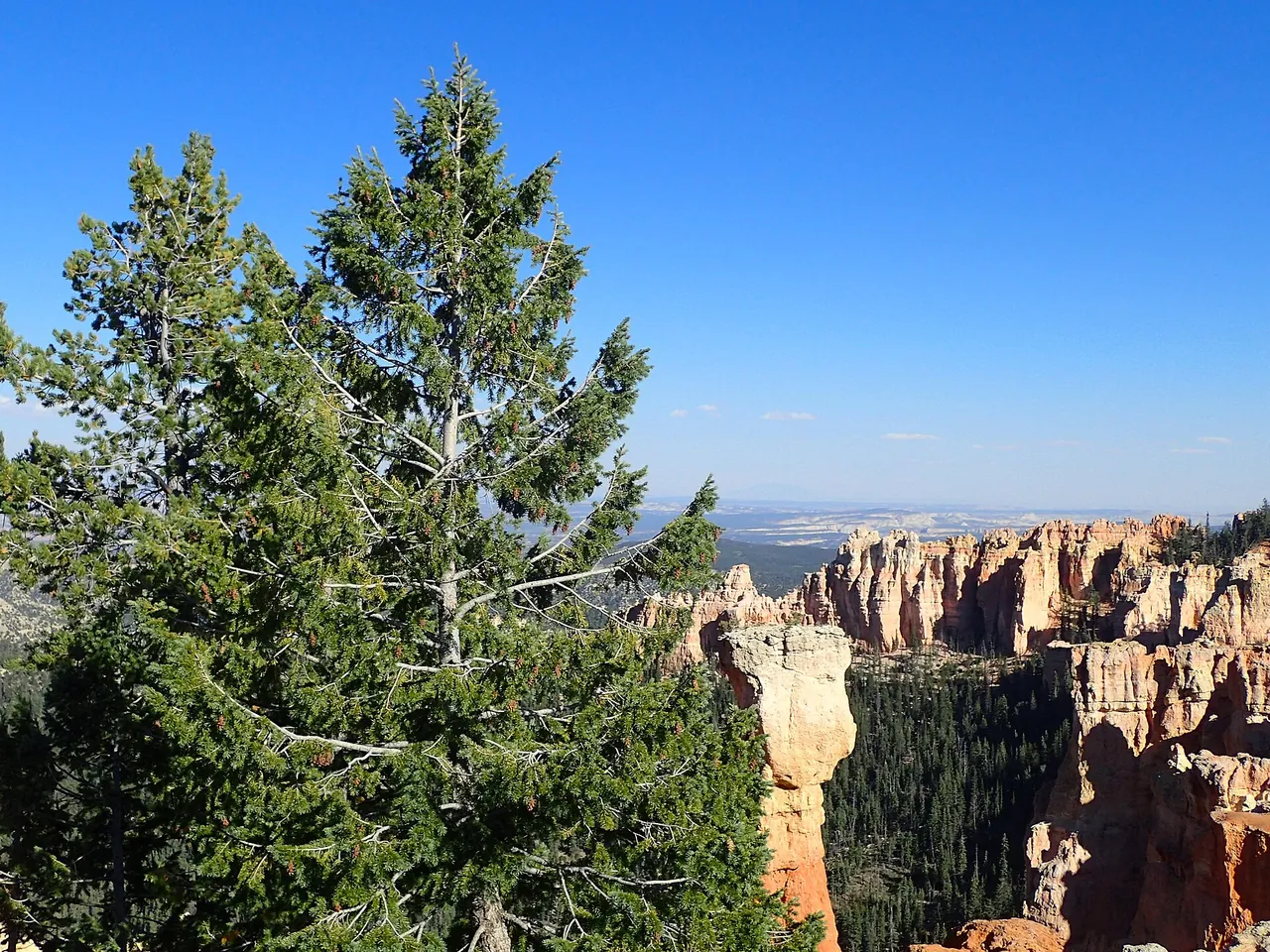 A Douglas-fir beside red rock hoodoos in Agua Canyon, Bryce Canyon National Park