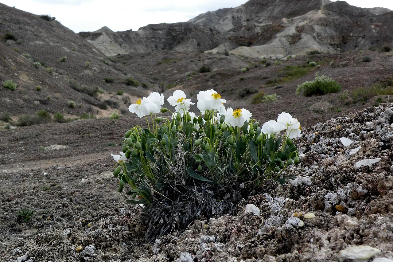 Dwarf bearclaw poppy in white bloom on barren clay soil