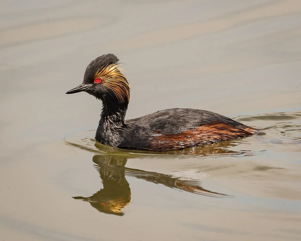An eared grebe (black-necked grebe) in breeding plumage on the water