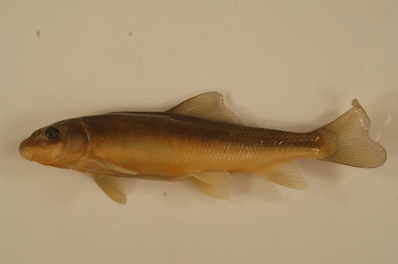 A June sucker, the fish found naturally only in Utah Lake