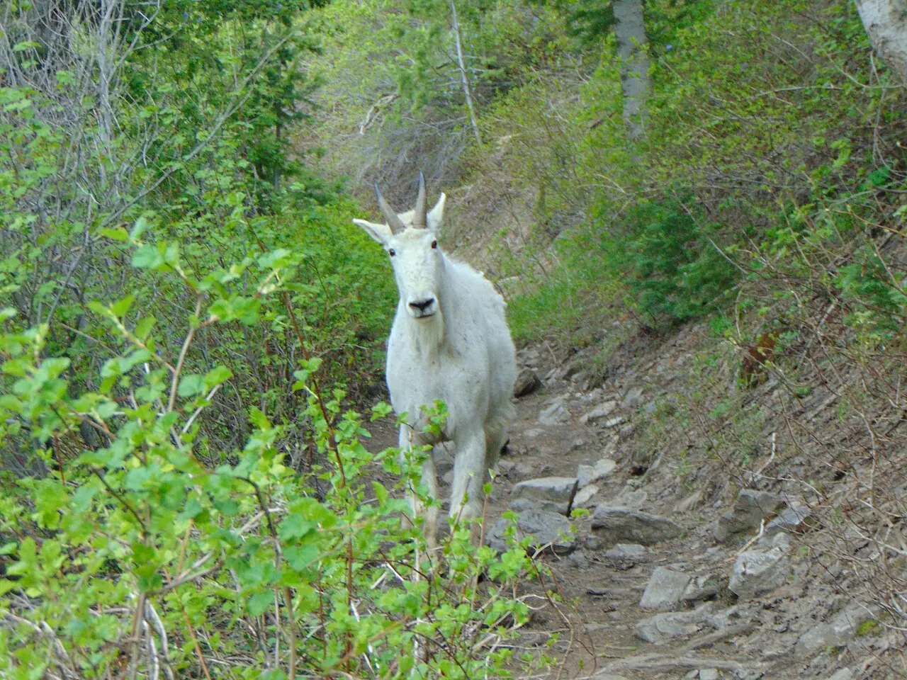 A mountain goat standing on a trail on Mount Timpanogos