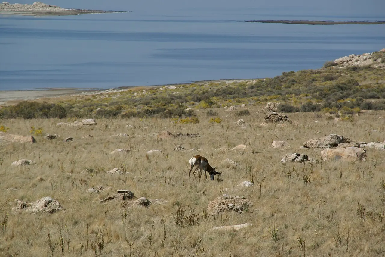 Pronghorn grazing on Antelope Island above Great Salt Lake