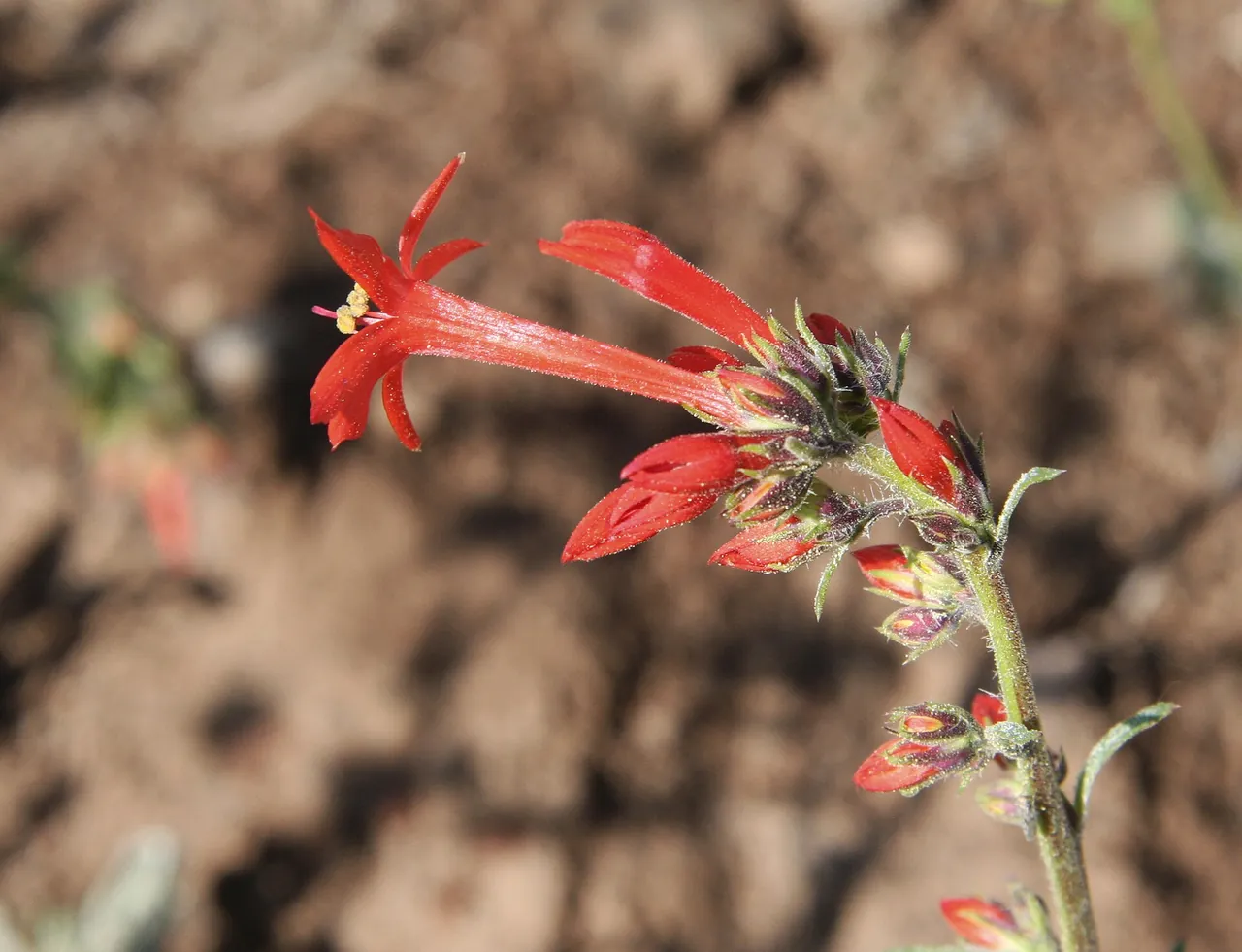Scarlet gilia flower and bud close up