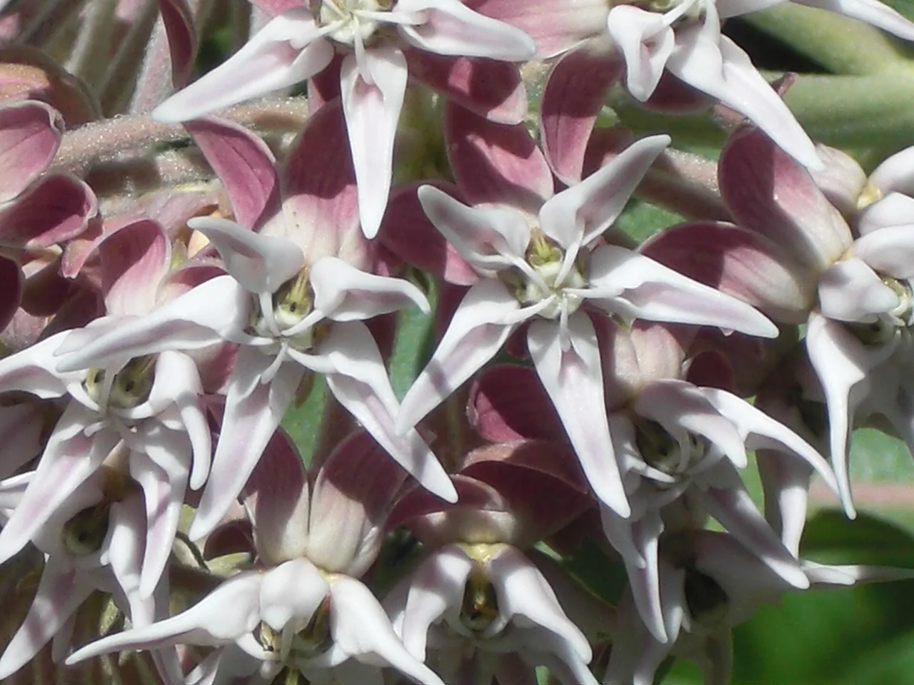 Showy milkweed flowers on the slopes of Red Butte