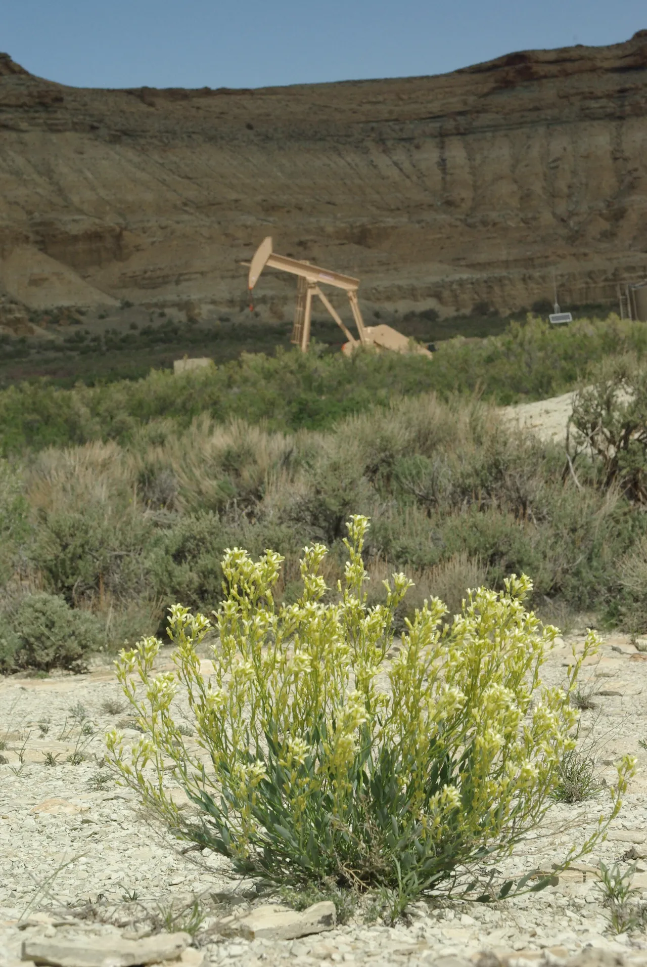 Shrubby reed-mustard flowering on pale Uinta Basin shale soil
