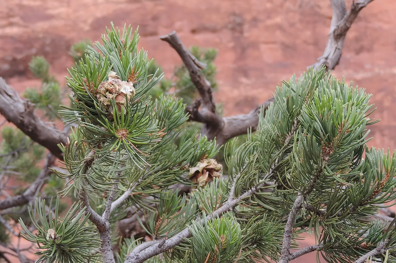 Pinyon pine needles and cones in Arches National Park
