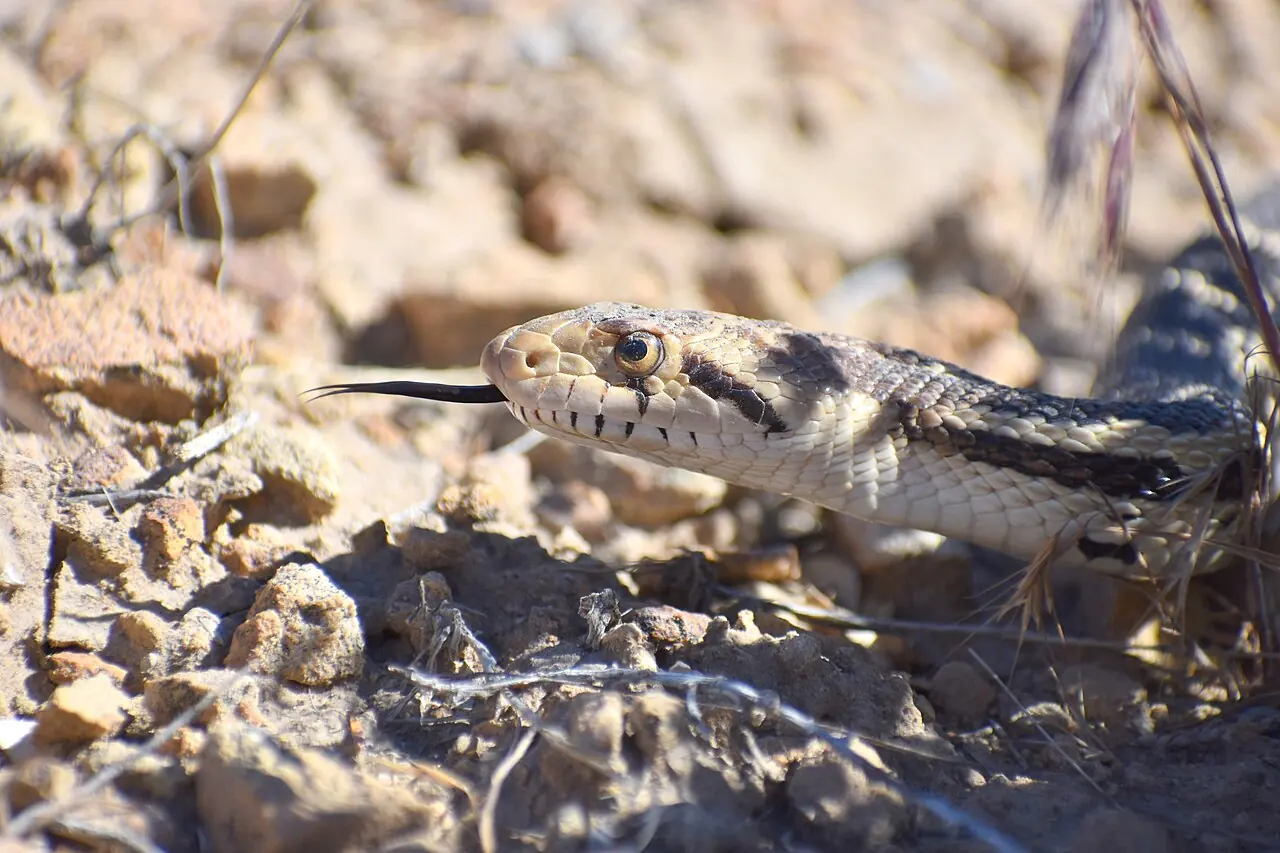 Close-up of a gopher snake on rocky ground