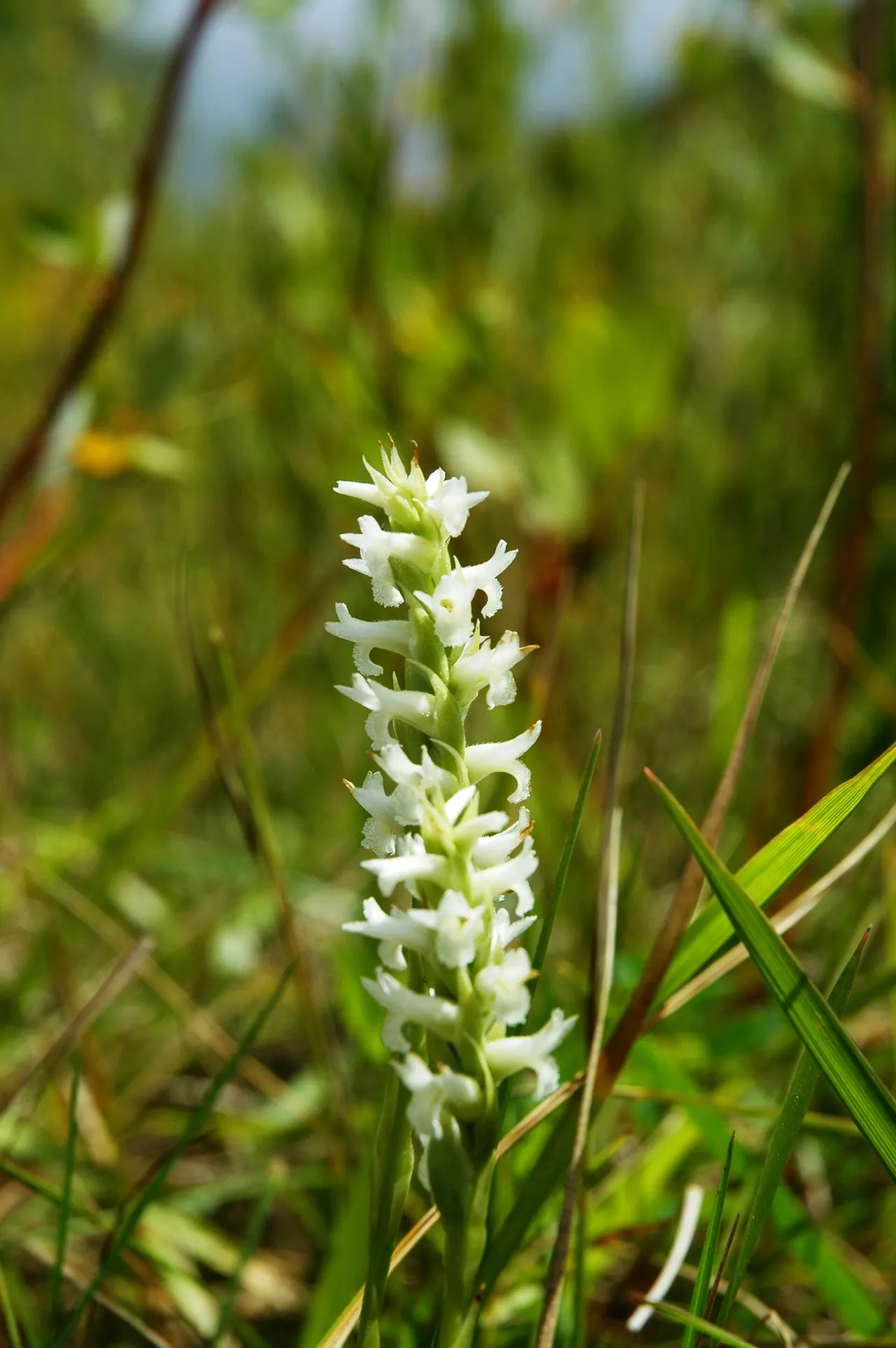A Ute ladies'-tresses orchid spike in a wet meadow
