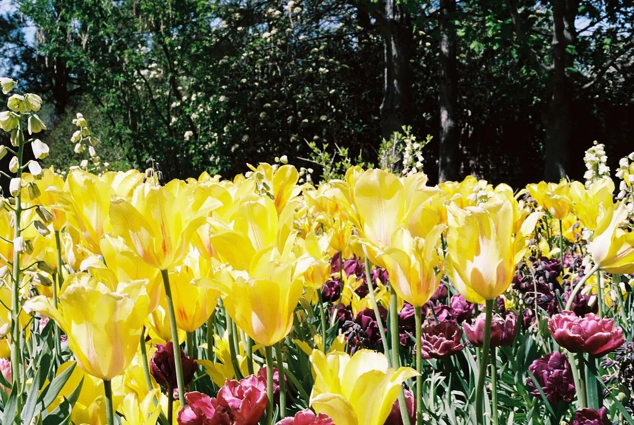 Rows of colorful tulips in bloom at the Thanksgiving Point tulip festival in Lehi